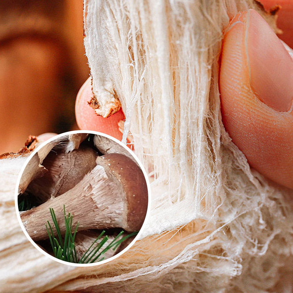 싱싱한 참송이버섯 500g 1kg 가정용 송화버섯 무농약 당일수확